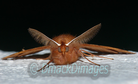 Feathered thorn