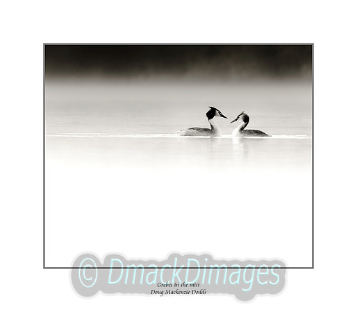 Grebes in the mist (bordered and captioned)