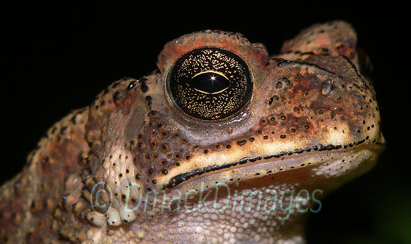Indian black-spined toad