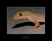 Gecko (Maldives)