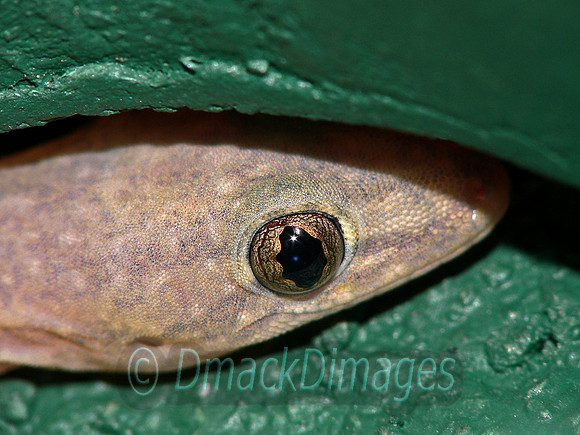 Sri Lankan house gecko