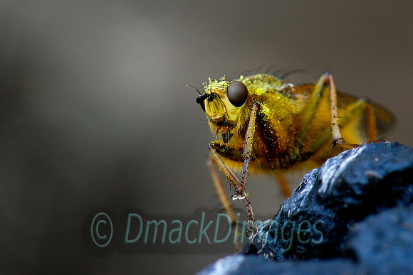 Pollen-covered golden dung fly