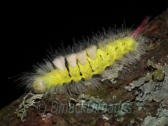 Pale tussock moth caterpillar ("hop dog")