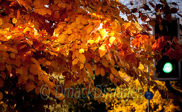 Autumn is GO!