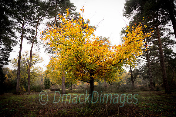 Burnham beech