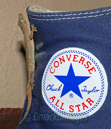 All Star gecko