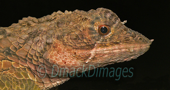 Rhino-horned lizard