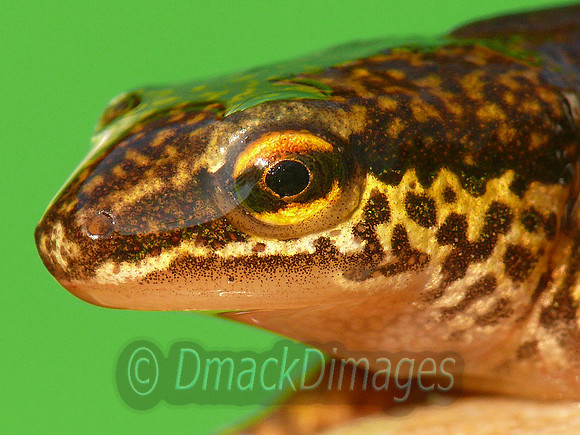 Male palmate newt detail