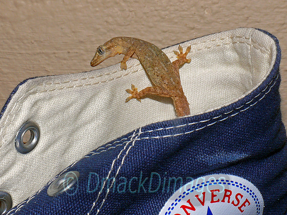 All Star Gecko (2)
