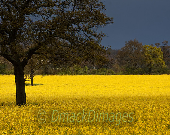 Yellow field, dark sky