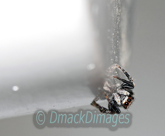 House jumping spider on ceiling light