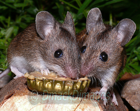 Woodmice on peanut butter