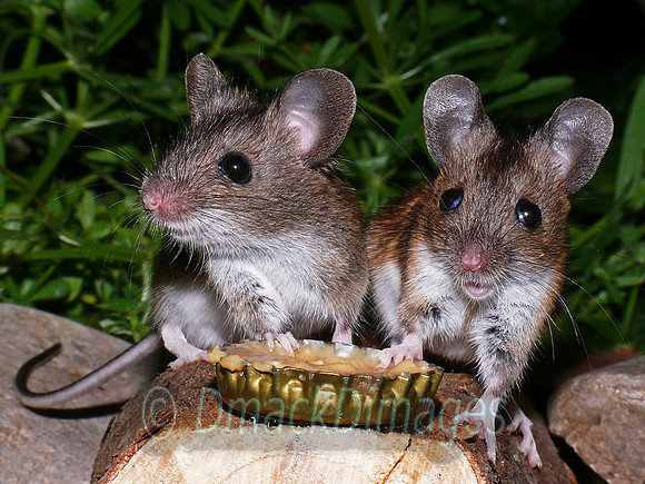 Woodmice on peanut butter (2)