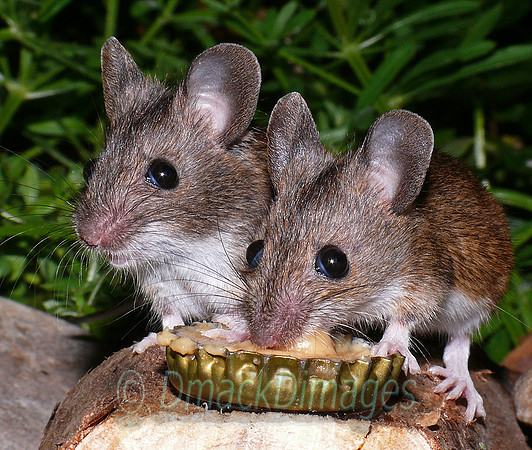 Woodmice on peanut butter (3)