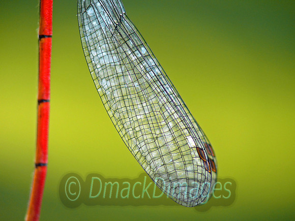 Large red damselfly wing (abstract)