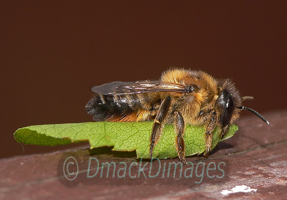 Megachile Leafcutter bee on leaf