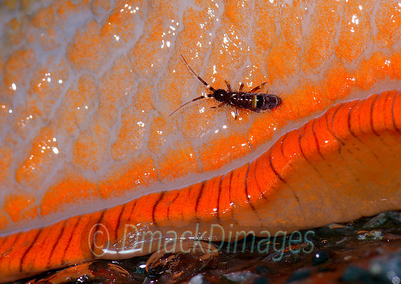 All the S's. (Sprintgtail on slug skirt)