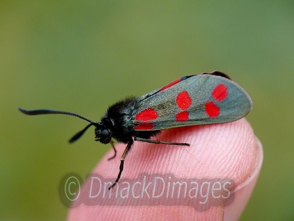 Six spot burnet moth (on finger)