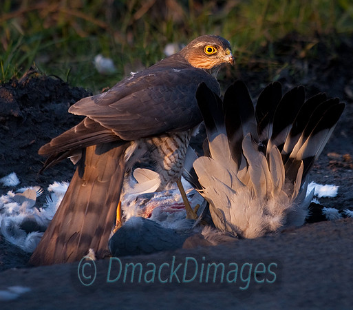 Hawk on pigeon