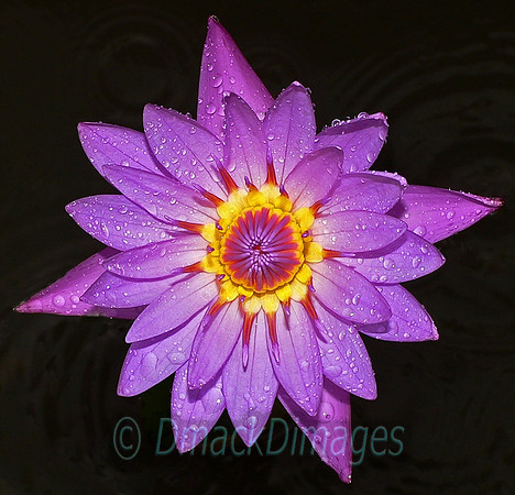 Blue water lily (Sri Lanka)