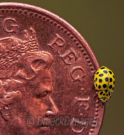 Ladybird on coin