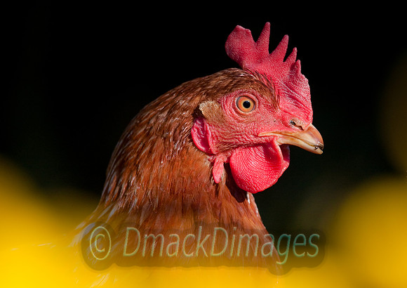 Hen in marigolds