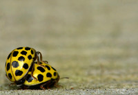 Insects