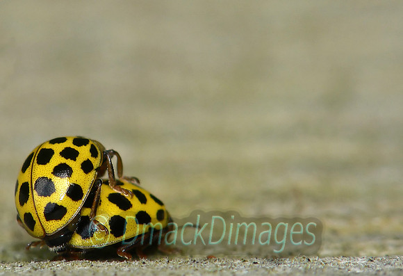 22 spot ladybird