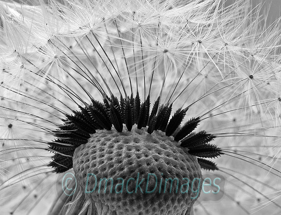 Dandelion head