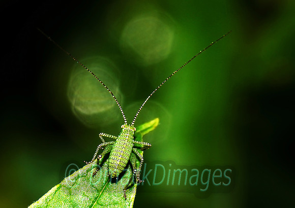 Speckled bush cricket nymph in garden