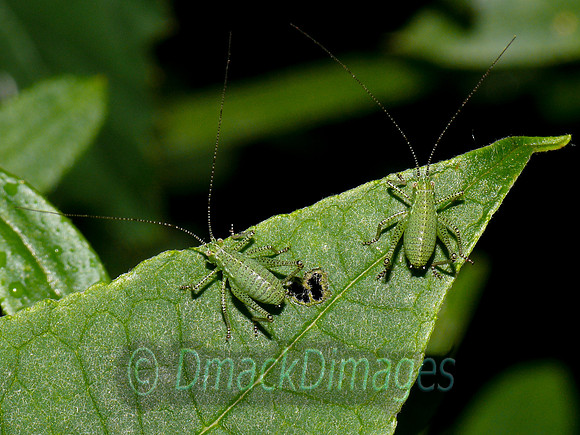 Speckled bush crickets
