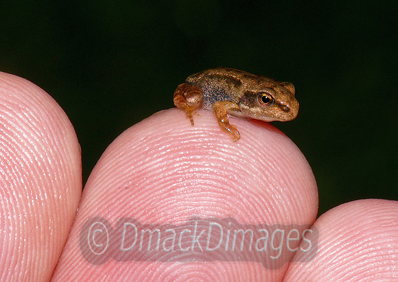 Froglet on finger