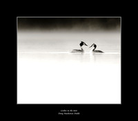 Grebes in the mist