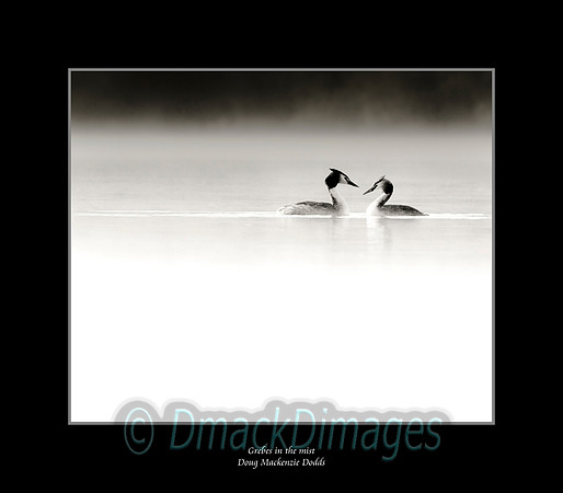 Grebes in the mist