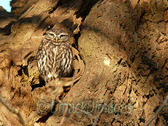 Little owl in oak tree