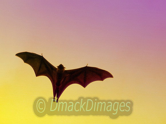 Indian flying fox
