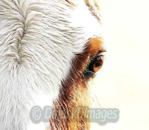 The nag's head