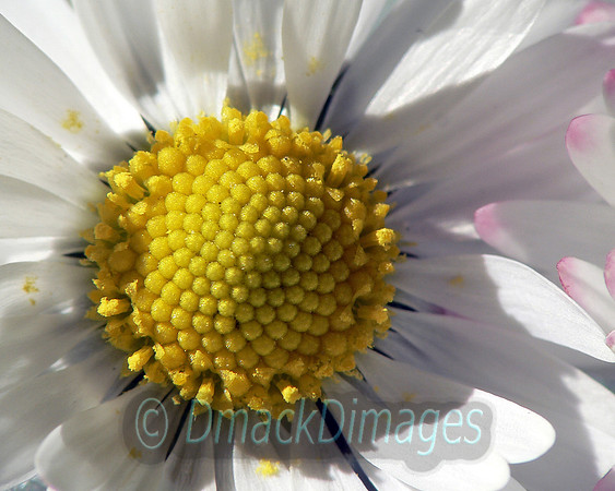 Daisy