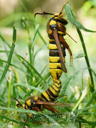 Hornet (clearwing) moths mating