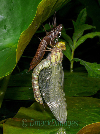 Southern hawker emergence