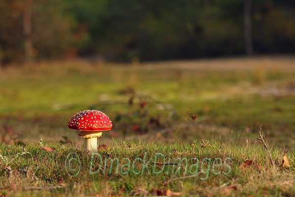 Fly Agaric