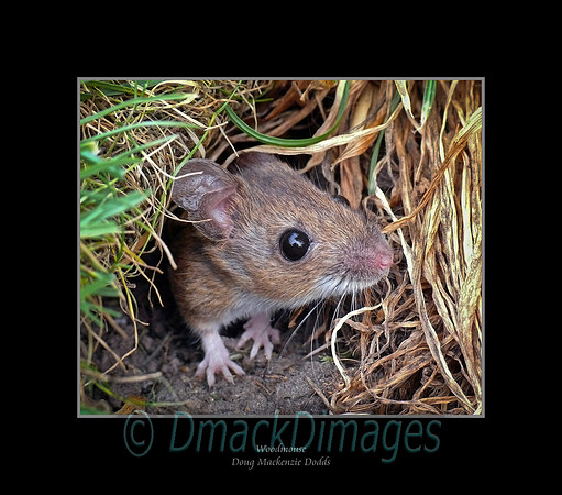 Woodmouse