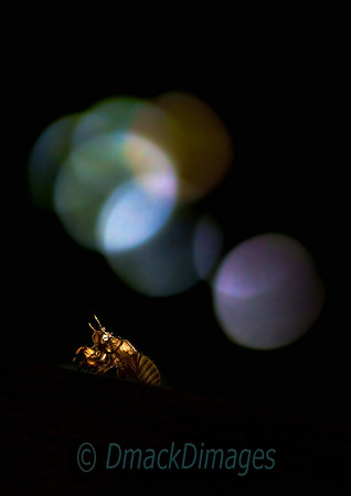 Cicada