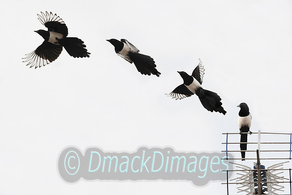 Magpie takeoff