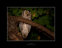 Scops owl