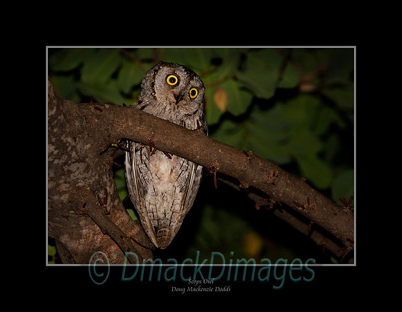Scops owl