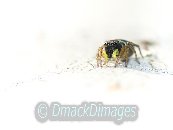 "Yellow-footed" jumping spider