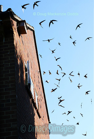 Swift Half Composite 2020