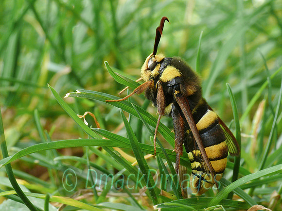 Hornet (clearwing) moth