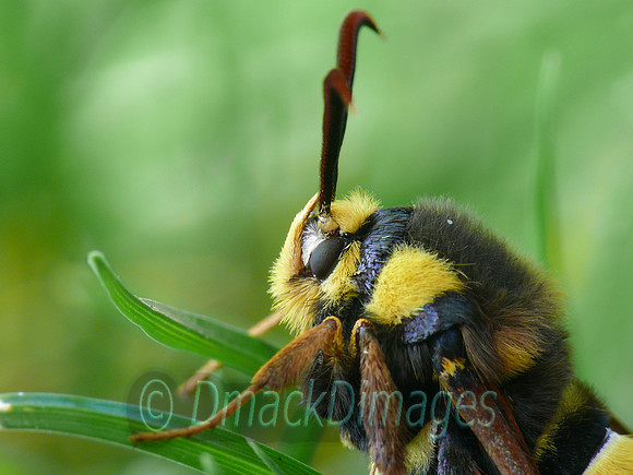 Hornet (clearwing) moth